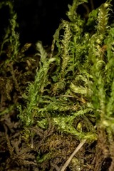 Aquilonium plicatulum