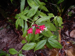 Palicourea ostreophora