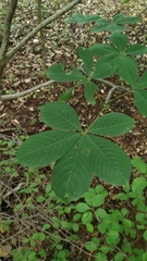 Pseudobombax parvifolium