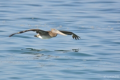 Pelecanus occidentalis