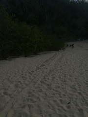 Lepidochelys olivacea