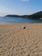 Lepidochelys olivacea