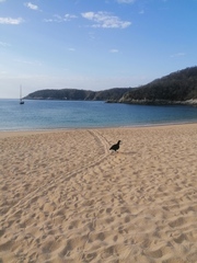 Lepidochelys olivacea