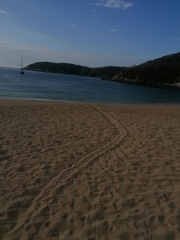 Lepidochelys olivacea