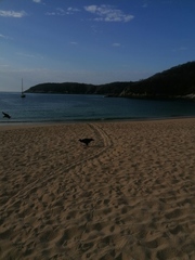 Lepidochelys olivacea