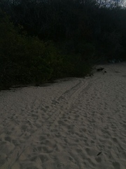 Lepidochelys olivacea