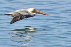 Pelecanus occidentalis