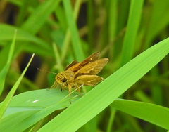 Parnara amalia
