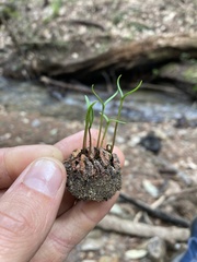 Sequoia sempervirens