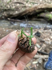 Sequoia sempervirens