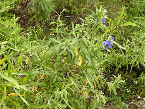 Image of Salvia retinervia by no rights reserved