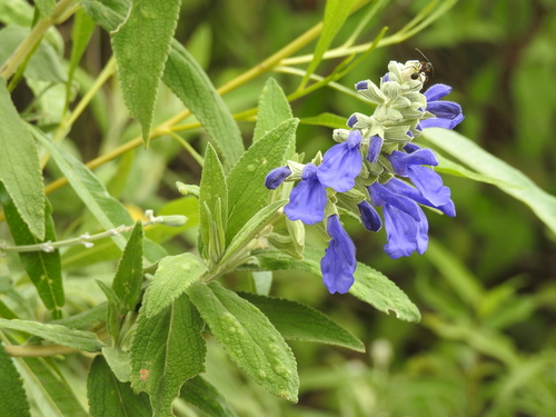 Image of Salvia retinervia by no rights reserved