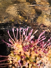 Marathrum plumosum