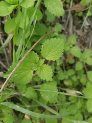 Hesperocnide tenella