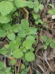 Hesperocnide tenella