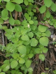 Hesperocnide tenella