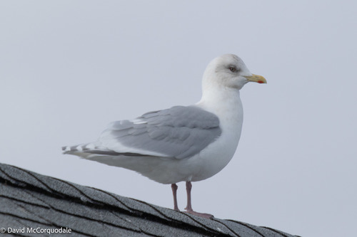 Iceland Gull