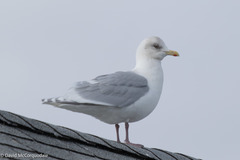Iceland Gull photo 4