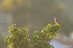 Tyrannus melancholicus