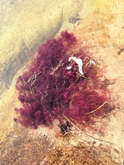 Marathrum plumosum