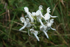 Platanthera integrilabia