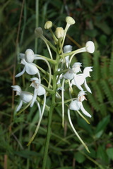 Platanthera integrilabia