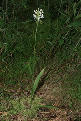 Platanthera integrilabia