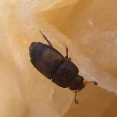 Carpophilus nepos