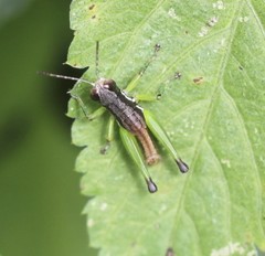 Methiolopsis geniculata