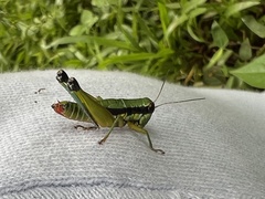 Parascopas