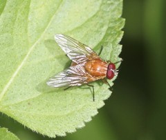 Dichaetomyia johannis