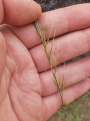 Festuca microstachys