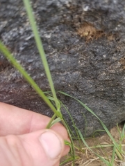 Festuca microstachys