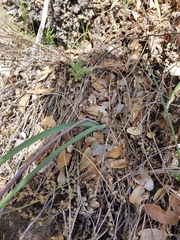 Dipterostemon capitatus capitatus