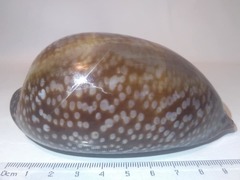 Macrocypraea cervus