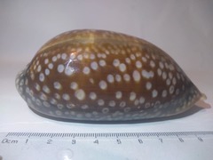 Macrocypraea zebra