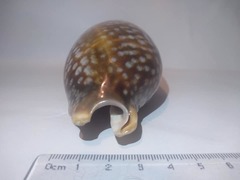 Macrocypraea zebra