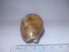 Macrocypraea cervus
