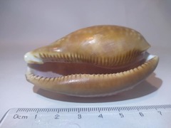 Macrocypraea cervus