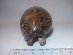 Macrocypraea cervus