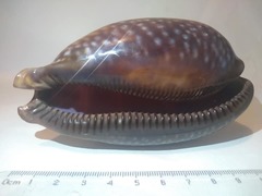 Macrocypraea zebra