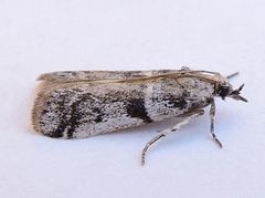 Laetilia dilatifasciella