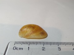 Crepidula fornicata