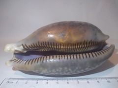 Macrocypraea cervus