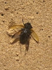 Temognatha goryi