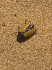 Temognatha goryi