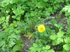 Taraxacum officinale