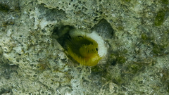 Protula