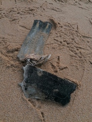 Lepidochelys olivacea