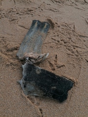 Lepidochelys olivacea